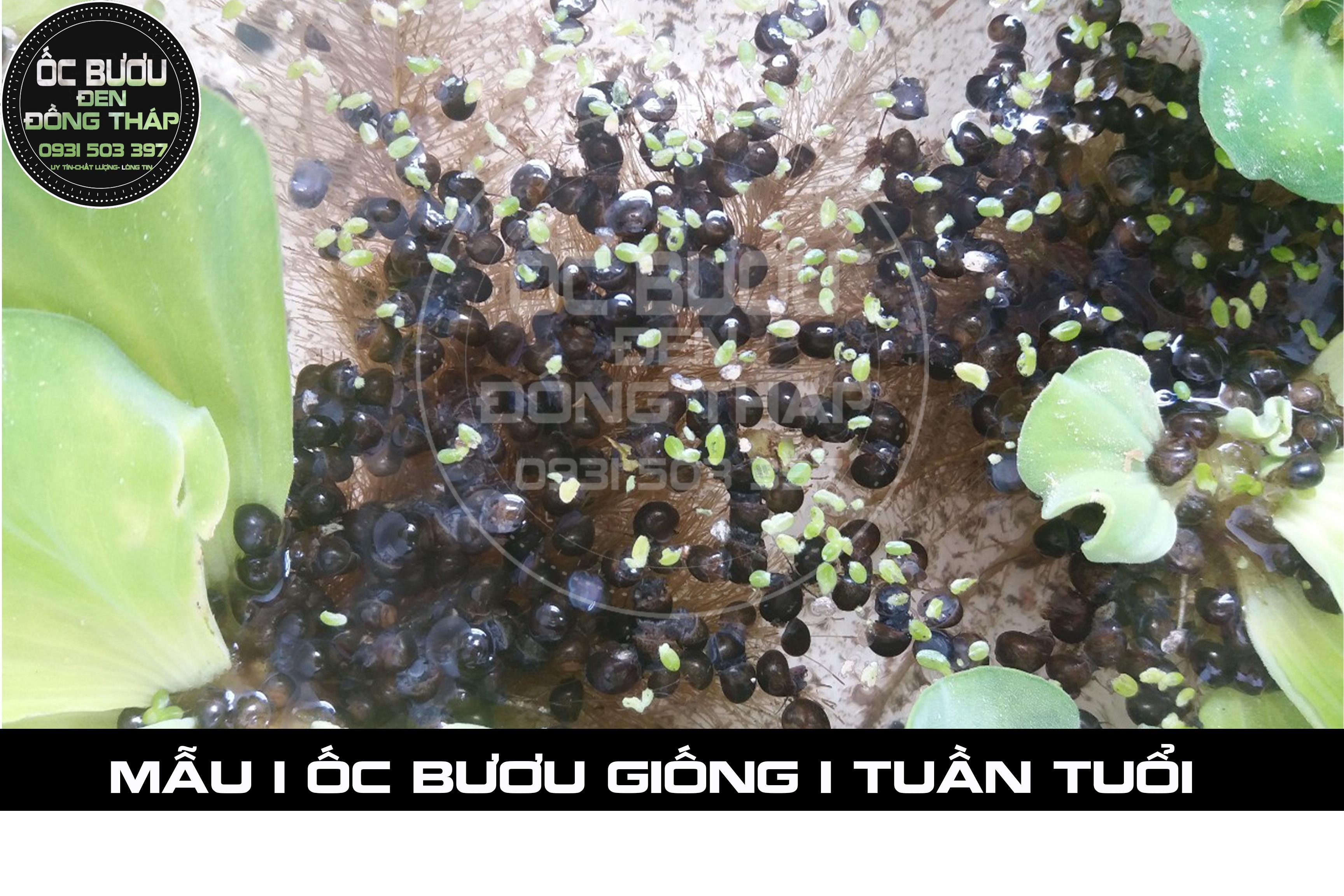 Độc đáo nghề nuôi ốc bươu đen ở Nghệ An  Báo Nghệ An điện tử