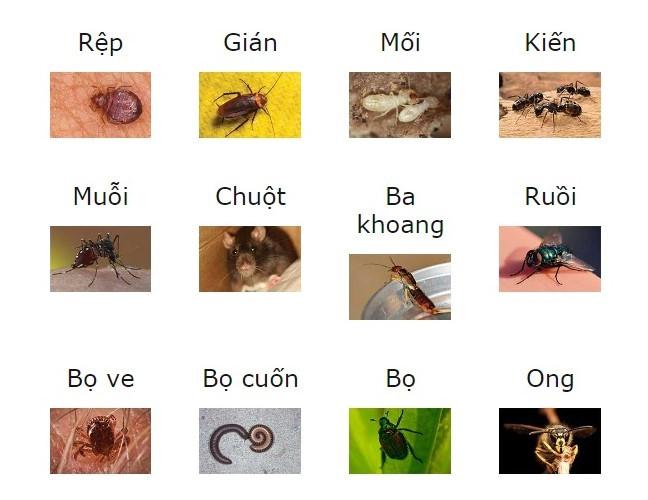 Dịch vụ diệt côn trùng tại nhà giá rẻ