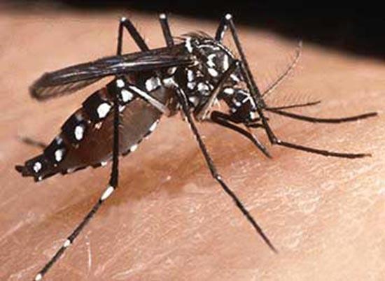 NHỮNG NƠI TRÚ NGỤ KHÔNG NGỜ CỦA MUỖI VẰN GÂY  SỐT XUẤT HUYẾT